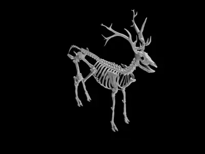 Deer Skeleton Low-poly 3D model