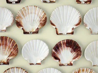 Scallop Shells 3D model