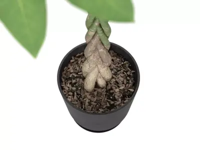 Plant Money Tree  L3 - Pachira Aquatica braid style 3D model 3D model