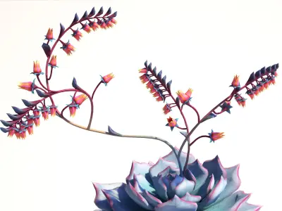 Echeveria Crassulaceae flowering plants  3D model