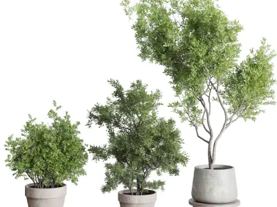 Tree and Bush in an old earthenware vase indoor collection 339 Low-poly 3D model