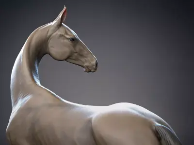 Akhal-Teke horse standing I 3D Sculpting 3D print model