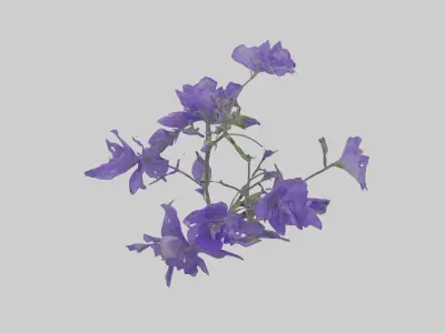 Campanula Flowers Low-poly 3D model