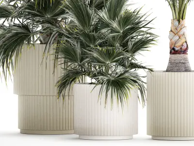Beautiful fan palms in flower vases for decoration 1271 3D model
