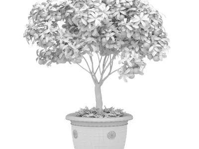 Decorative orange Citrus mandarin tree in a potted pot 3D model