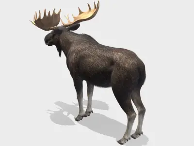 Moose - Bull Low-poly 3D model