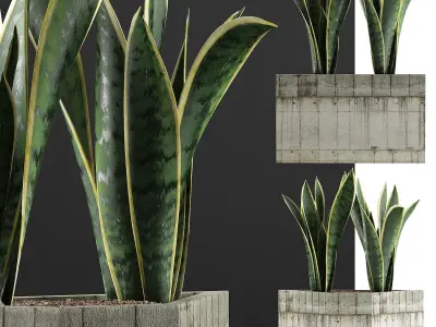 Plants Collection 86 3D model