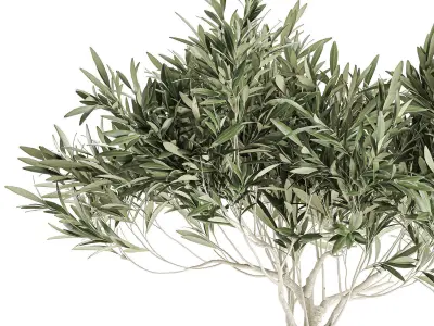 Decorative olive tree in a black flowerpots 732 3D model