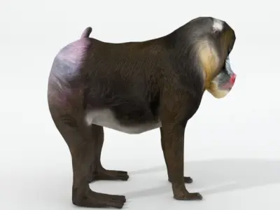 Mandrill rhinoceros Low-poly 3D model