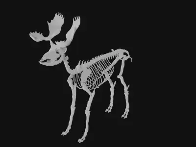 Moose skeleton 3D model