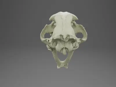 3D scan of a sabertooth tiger skull 3D model