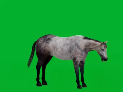 Anglo European Horse Low-poly 3D model
