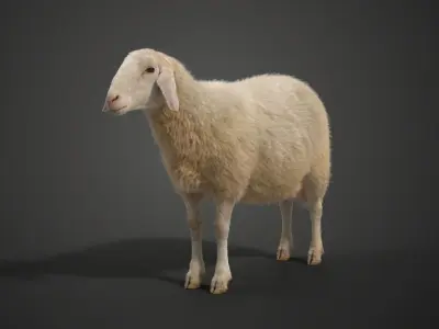 Adult Assaf Sheep02 With 4 Animations  VFX Grace 3D model