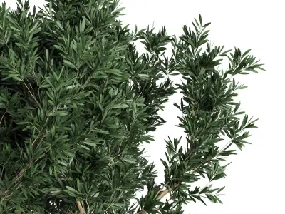 Outdoor Plants tree 03 3D model