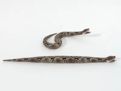 Python Snake Low-poly 3D model