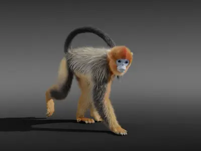 Golden Snub-nosed Monkey Animated 3D model