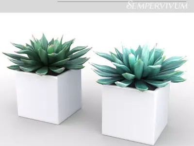 Potted Plant - Succulents  3D model