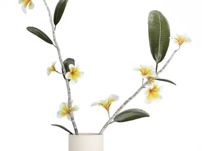 exotic bouquet of branches Plumeria frangipani in a vase 538 3D model