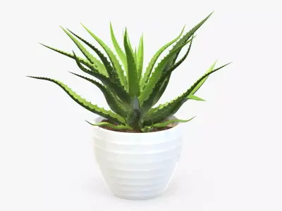 Succulent in planter pot 02 3D model