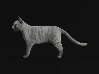 Grey Tabby Domestic Cat Low-poly 3D model