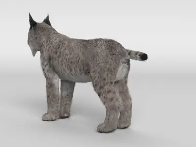 Lynx Cat 3D model