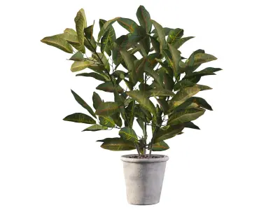 Croton in rustic pot 3D model