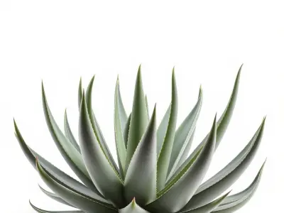 Aloe Succulent Model Pack for D Design and Rendering Low-poly 3D model