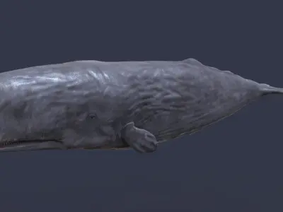 Physeter macrocephalus 3D model