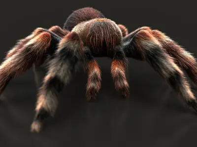 Tarantula ANIMATED XGEN CORE 3D model