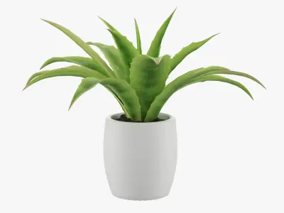 Flower in pot 3D model