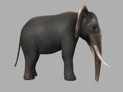 Asian Elephant Rig Low-poly 3D model