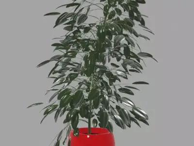 Ficus plant in a red vase with potting 3D model