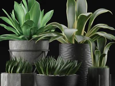 Plants Collection 15 3D model