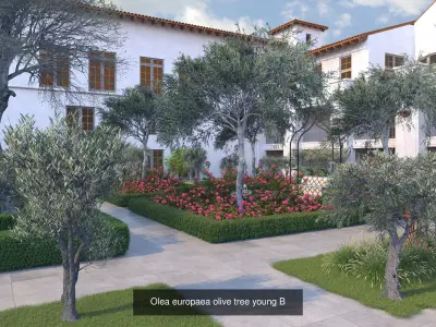 Olea europaea olive trees 3D Model Collection