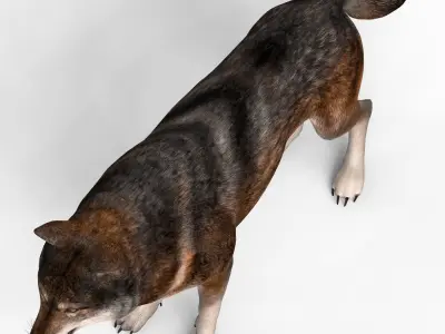 Realistic Wolf 3D model