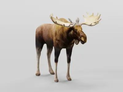 Eurasian Elk Moose Mammal Low-poly 3D model