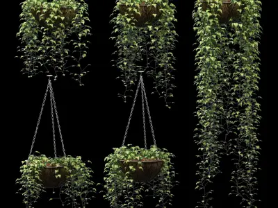 Hanging ivy in pots - 5 models 3D model
