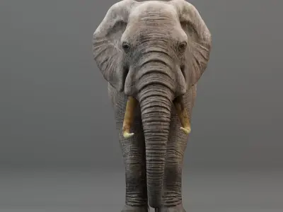 3D Rigged Elephant model Low-poly 3D model