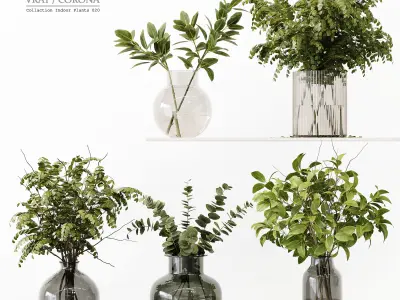 Collection Indoor Plant 01