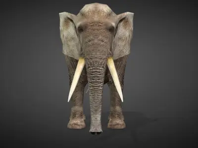 African Elephant Animated 3D model Low-poly 3D model purchase