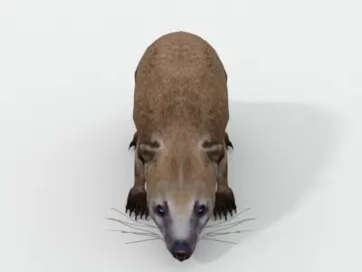 Coati antelope Low-poly 3D model