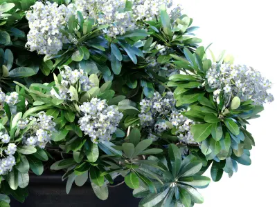 Bouquet of white flowers in a classic black vase for decoration 3D model