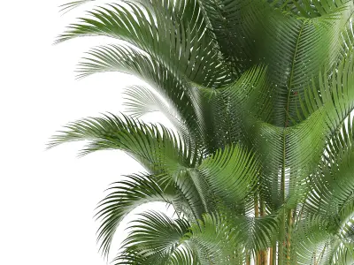 Howea palm 3D model