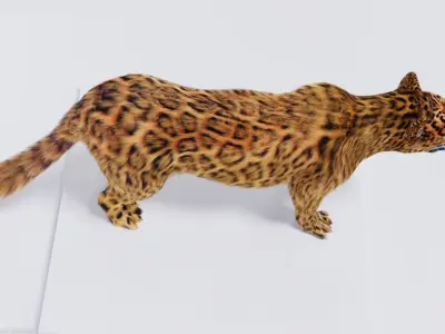 Realistic Fur Leopard 02 3D Model NO RIG Low-poly 3D model