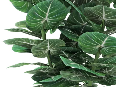 Plant in Pot Flowerpot Exotic Plant 3D model 14
