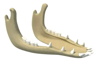 Jaw of Animal 3D Model 3D model