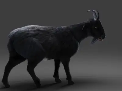 3D Fur Goat 05 NO Rigged in Blender Low-poly 3D model
