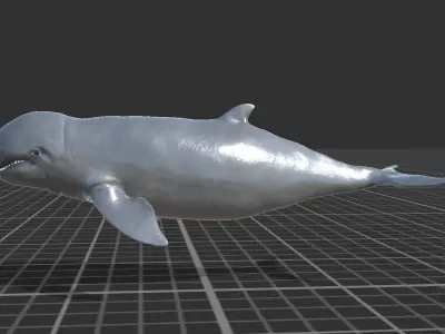 Irawaddy Dolphin Low-poly 3D model