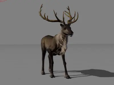 Rain Deers Animal Low-poly 3D model