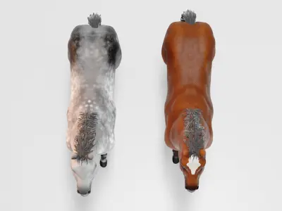 Male stallion horses 3D model